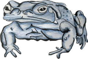 Blue Toad drawing